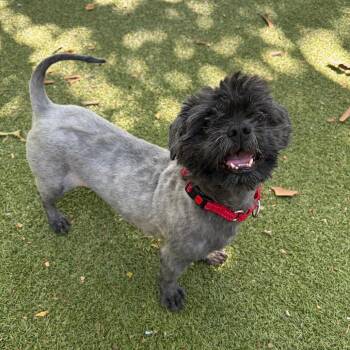 Arlo -  Shih Tzu Dog for Adoption in Providence, Rhode Island - Arlo | PetCurious