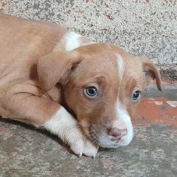 Pit Bull Terrier Dogs Available for Adoption in Douglas, Arizona - (CCSO) Peaches | PetCurious