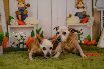 Chihuahua and Jack Russell Terrier Dogs Available for Adoption in Greensburg, Pennsylvania - Chi Chi And Rufus | PetCurious