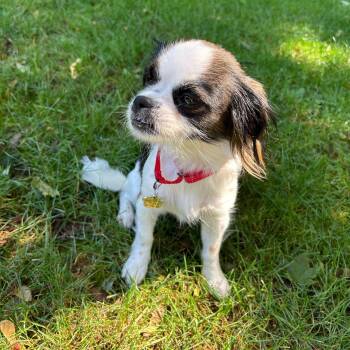 Mercedes -  Shih Tzu Dog for Adoption in Grafton, Ohio - Mercedes | PetCurious