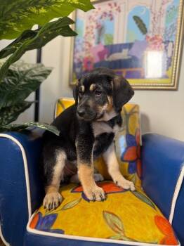 German Shepherd Dog and Labrador Retriever Dogs Available for Adoption - Loki Lucky Guy | PetCurious