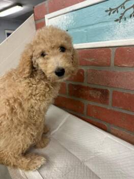 PUMPKIN -  Poodle and Mixed Breed Dog for Adoption in Houston, Texas - PUMPKIN | PetCurious