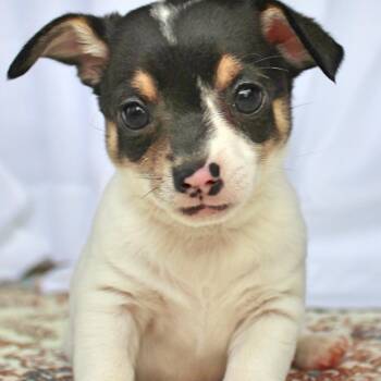 Thumper -  Chihuahua Dog for Adoption in Springfield, Ohio - Thumper | PetCurious