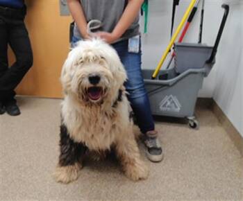 MR. CLEAN -  Old English Sheepdog and Mixed Breed Dog for Adoption in Albuquerque, New Mexico - MR. CLEAN | PetCurious