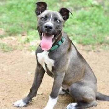 American Staffordshire Terrier and Pit Bull Terrier Dogs Available for Adoption - Blue | PetCurious