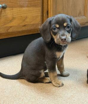 Nova -  Dachshund and Beagle Dog Available for Adoption in Lovingston, Virginia - Nova | PetCurious