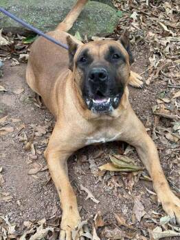 Gabagool -  Cane Corso Dog for Adoption in Wayne, New Jersey - Gabagool | PetCurious