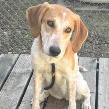 Carousel -  Coonhound and Mixed Breed Dog for Adoption in Austin, Texas - Carousel | PetCurious
