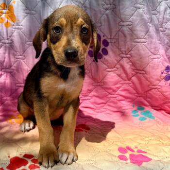 Queenie -  Mixed Breed Dog for Adoption in Monticello, Iowa - Queenie | PetCurious