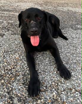 Fifa -  Labrador Retriever Dog for Adoption in Evansville, Indiana - Fifa | PetCurious