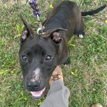 Carly -  Pit Bull Terrier Dog for Adoption in Bryan, Ohio - Carly | PetCurious