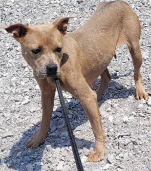 Carmella -  Mixed Breed and Pit Bull Terrier Dog for Adoption in Lawrenceburg, Tennessee - Carmella | PetCurious