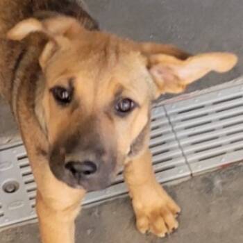 Rescue Mixed Breed Dogs for Adoption in Las Cruces, New Mexico - 99651 | PetCurious