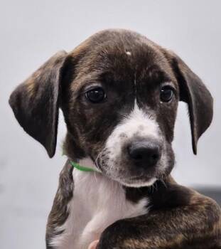 Mixed Breed Dogs Available for Adoption in West Chester, Pennsylvania - Coco Puffs | PetCurious