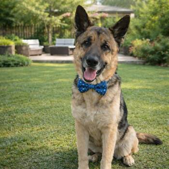 German Shepherd Dog Dogs Available for Adoption in Lucas, Texas - LOUE GS | PetCurious