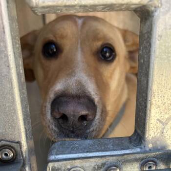 Oreo -  Labrador Retriever Dog for Adoption in Greensboro, North Carolina - Oreo | PetCurious