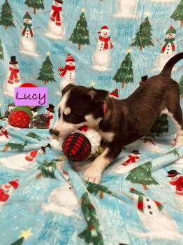 Rescue Mixed Breed Dogs for Adoption in Rock Hill, New York - Lucy | PetCurious