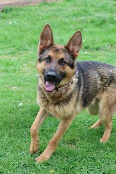 Leonardo (Remi) -  Mixed Breed Dog for Adoption in Columbia, Tennessee - Leonardo (Remi) | PetCurious