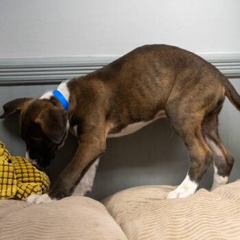 Squirrel -  Labrador Retriever and Hound Dog for Adoption in Pawling, New York - Squirrel | PetCurious