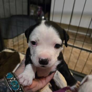 Rescue English Bulldog and Chihuahua Dogs for Adoption in Phoenix, Arizona - Kumo | PetCurious