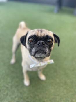 Rescue Pug Dogs for Adoption in Gardena, California - Dagwood | PetCurious