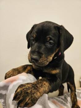 Doberman Pinscher and Great Dane Dogs Available for Adoption in Bluffton, Indiana - Stella | PetCurious