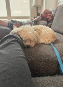 Sunny -  Havanese Dog for Adoption in Baltimore, Maryland - Sunny | PetCurious