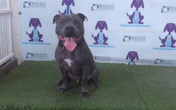 Pit Bull Terrier Dogs Available for Adoption in Orlando, Florida - ZEKI | PetCurious