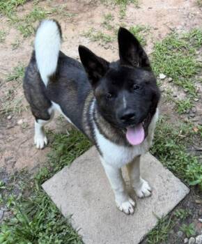 Yogi (Best Puppy) -  Akita Dog for Adoption in Newfoundland, Pennsylvania - Yogi (Best Puppy) | PetCurious