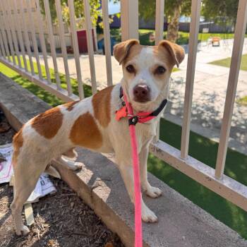 Preston - Costa Mesa Location -  Jack Russell Terrier and Mixed Breed Dog for Adoption in Chino Hills, California - Preston - Costa Mesa Location | PetCurious