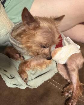 Boss -  Yorkshire Terrier Dog for Adoption in Milner, Georgia - Boss | PetCurious