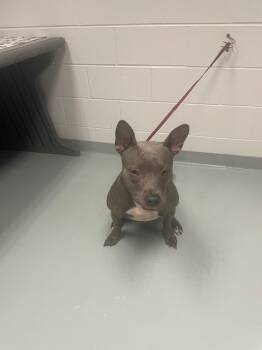 Rescue Pit Bull Terrier Dogs for Adoption in St. Cloud, Florida - STORMY RAIN | PetCurious