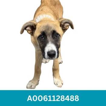 Gwenda -  Anatolian Shepherd Dog for Adoption in Red Bluff, California - Gwenda | PetCurious