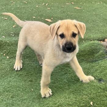 Labrador Retriever and Shepherd Dogs Available for Adoption in San Diego, California - Anthem Pup - Spangled | PetCurious