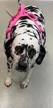 Dalmatian Dogs Available for Adoption - Cosmo | PetCurious
