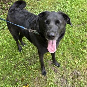 Rescue Black Labrador Retriever Dogs for Adoption in Grafton, West Virginia - Maggie | PetCurious