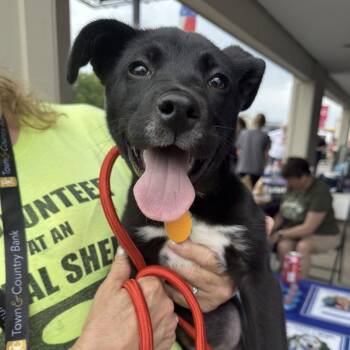 Backspace -  Labrador Retriever Dog for Adoption - Backspace | PetCurious