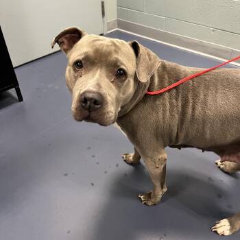 Pit Bull Terrier Dogs Available for Adoption in Greensboro, North Carolina - Meredith | PetCurious