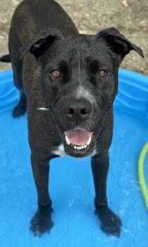Rescue Labrador Retriever and Mixed Breed Dogs for Adoption in San Antonio, Texas - Frasier | PetCurious