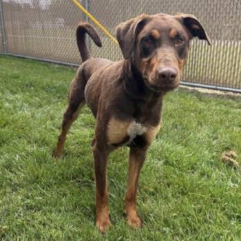 Hercules -  Doberman Pinscher Dog for Adoption in East Hanover, New Jersey - Hercules | PetCurious