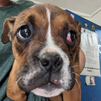 Cherry -  English Bulldog and Mixed Breed Dog for Adoption in Eureka Springs, Arkansas - Cherry | PetCurious