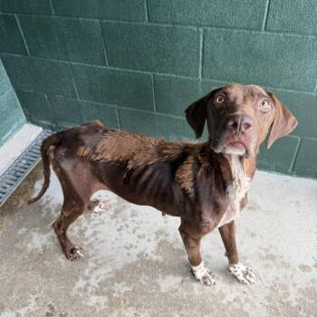 Coco Puffs -  German Shorthaired Pointer and Mixed Breed Dog for Adoption in Carencro, Louisiana - Coco Puffs | PetCurious