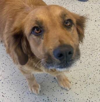 Cindie -  Golden Retriever Dog for Adoption in Glasgow, Kentucky - Cindie | PetCurious