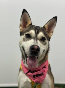 Siberian Husky and Alaskan Malamute Dogs Available for Adoption in Carlsbad, California - Sugar-One Of Our Amazing Rescue Dogs | PetCurious
