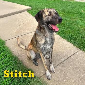 Stitch -  Great Pyrenees and Treeing Walker Coonhound Dog for Adoption in Oak Ridge, Tennessee - Stitch | PetCurious
