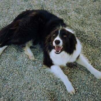 Border Collie Dogs Available for Adoption in Cincinnati, Ohio - Rhea | PetCurious