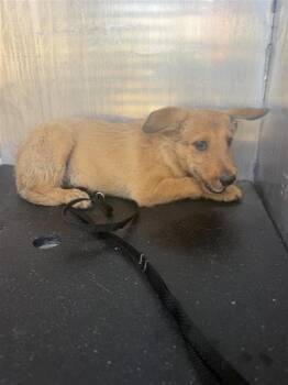 CHEVY -  Terrier Dog for Adoption in San Antonio, Texas - CHEVY | PetCurious