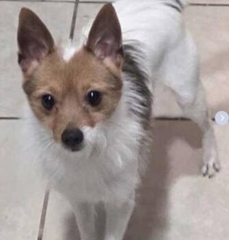 Fox Terrier and Chihuahua Dogs Available for Adoption - Khaleesi | PetCurious