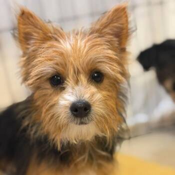 Yorkshire Terrier and Terrier Dogs Available for Adoption - Colt | PetCurious
