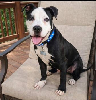 Terrier Dogs Available for Adoption - Zak Flash | PetCurious